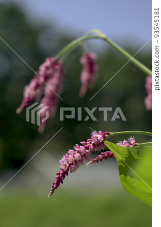 Oketade Oketade 93545181