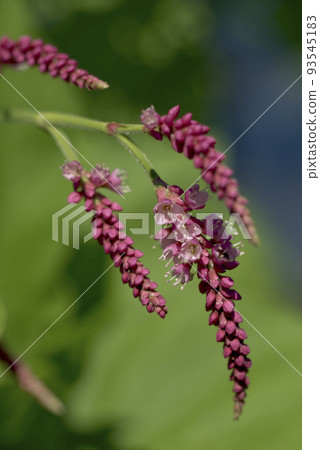 Oketade Oketade 93545183