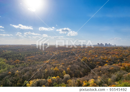 Forest in autumn foliage in sunny daylight. Forest in autumn foliage in sunny daylight. 93545492