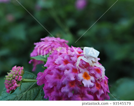 一隻黑蜘蛛在一朵馬纓丹花上等待昆蟲 一隻黑蜘蛛在一朵馬纓丹花上等待昆蟲 93545579