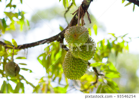 Durian on tree. King of fruit. 93546254