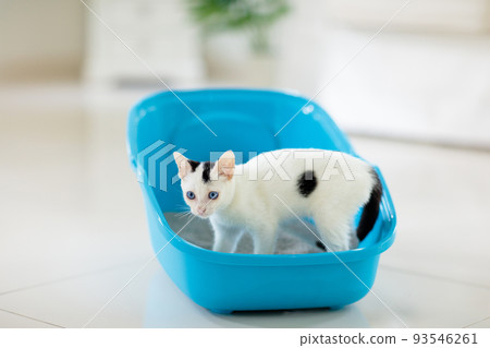 Cat in litter box. Kitten in toilet. Home pet care 93546261