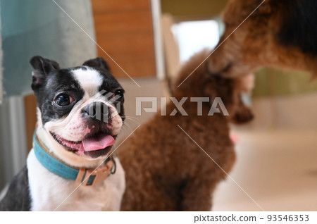波士頓梗犬被狗包圍 93546353