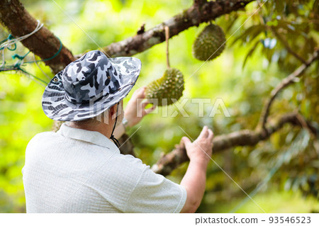 Farmer man picking durian from tree 93546523