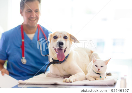 Vet with dog and cat. Puppy and kitten at doctor. Vet with dog and cat. Puppy and kitten at doctor. 93546597