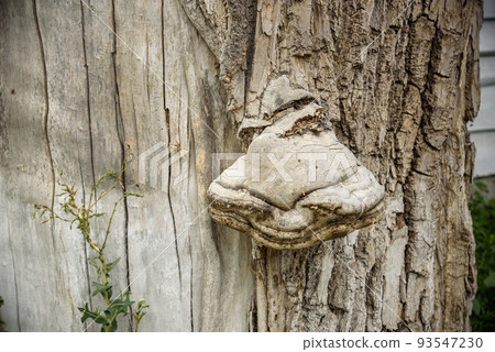 fungus is a parasite growing on a tree. the tree trunk is covered with tinder mushroom. 93547230