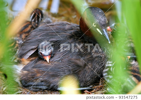 A grebe raising its young in its nest 93547275