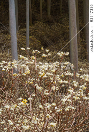 Kiryu City, Gunma Prefecture Mitsumata Colony Spring Kiryu City, Gunma Prefecture Mitsumata Colony Spring 93547356