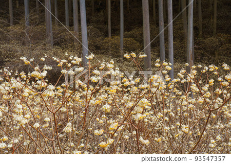 群馬縣桐生市三俁殖民地春天 93547357