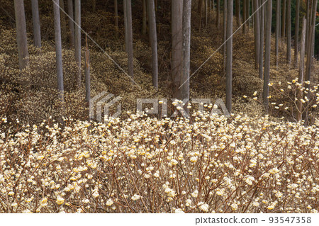 Kiryu City, Gunma Prefecture Mitsumata Colony Spring Kiryu City, Gunma Prefecture Mitsumata Colony Spring 93547358