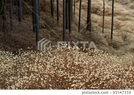 Kiryu City, Gunma Prefecture Mitsumata Colony Spring 93547359