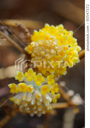 群馬縣桐生市三俁殖民地春天 群馬縣桐生市三俁殖民地春天 93547372