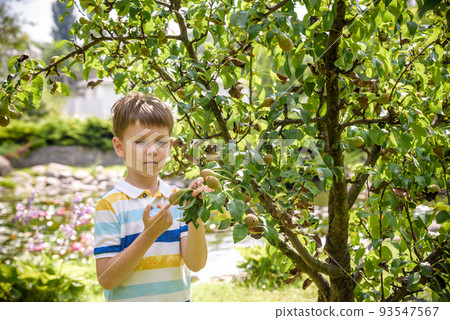 a little boy is standing under a pear tree and looking to a pear. autumn fruit harvest a little boy is standing under a pear tree and looking to a pear. autumn fruit harvest 93547567