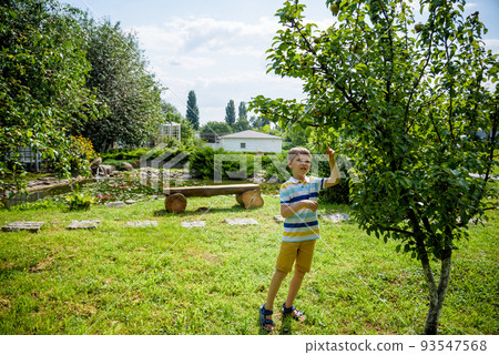 a little boy is standing under a pear tree and looking to a pear. autumn fruit harvest a little boy is standing under a pear tree and looking to a pear. autumn fruit harvest 93547568