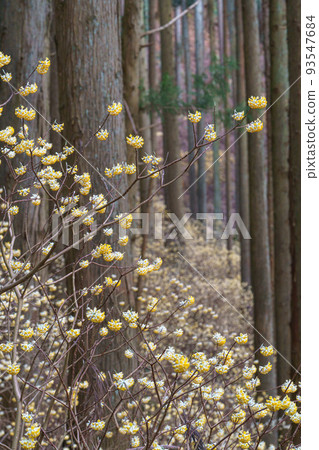 栃木縣關東北部的三俁聚居地茂木町燒森山，春天的旅遊勝地 93547684