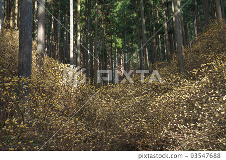 Yakemoriyama, Motegi-cho, a mitsumata colony in northern Kanto, Tochigi Prefecture, a tourist destination in spring 93547688