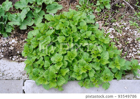 A green bush of young nettles with small, carved leaves grows near a gray curb, high angle of view. Medicinal plant in its natural environment A green bush of young nettles with small, carved leaves grows near a gray curb, high angle of view. Medicinal plant in its natural environment 93549786