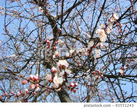 Spring blossom background. Beautiful nature scene with blooming tree and sun flare. Sunny day. Spring flowers. Spring blossom background. Beautiful nature scene with blooming tree and sun flare. Sunny day. Spring flowers. 93551243