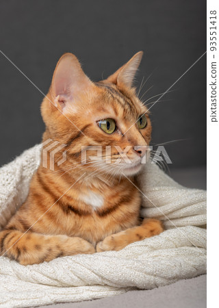 The cat lies on the bed, wrapped in a sweater. The cat lies on the bed, wrapped in a sweater. 93551418