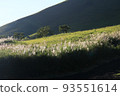 Pampas grass shining in the setting sun Autumn scenery 93551614