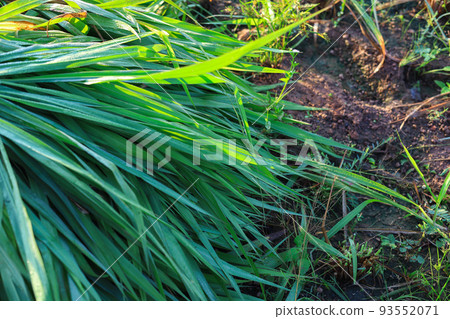 Mombasa guinea 93552071