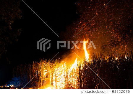 Sugar cane is burned to remove the outer leaves around the stalks before harvesting 93552076