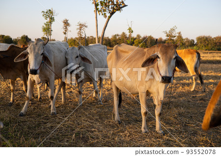 Thai cow in field which traditional cow in urban, Cow in field on sunset Thai cow in field which traditional cow in urban, Cow in field on sunset 93552078