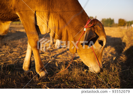 Thai cow in field which traditional cow in urban, Cow in field on sunset 93552079