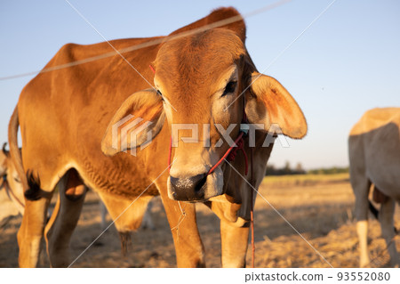 Thai cow in field which traditional cow in urban, Cow in field on sunset 93552080