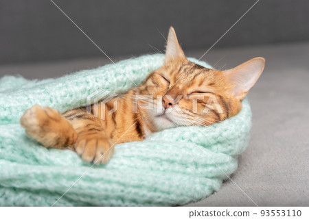 Domestic cat sleeps wrapped in a warm sweater. Domestic cat sleeps wrapped in a warm sweater. 93553110