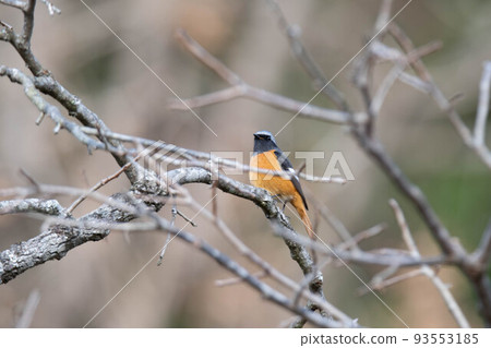 黃尾鴝 93553185