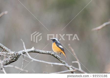 黃尾鴝 黃尾鴝 93553186