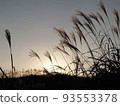Pampas grass illuminated by the setting sun at the foot of the mountain (October) 93553378