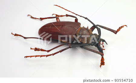 Beetles isolated on white. Giant longhorn beetle with giant jaws Dorysthenes buqueti macro close up. Collection beetles, cerambycidae, entomology, insects. Beetles isolated on white. Giant longhorn beetle with giant jaws Dorysthenes buqueti macro close up. Collection beetles, cerambycidae, entomology, insects. 93554710