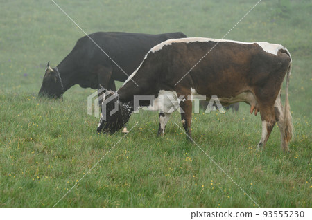Cows graze on a meadow in the fog, Carpathian cows in Ukraine. 93555230