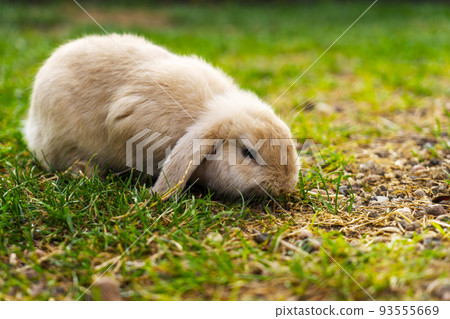 rabbits breed sheep grazing on a green lawn. rabbits breed sheep grazing on a green lawn. 93555669
