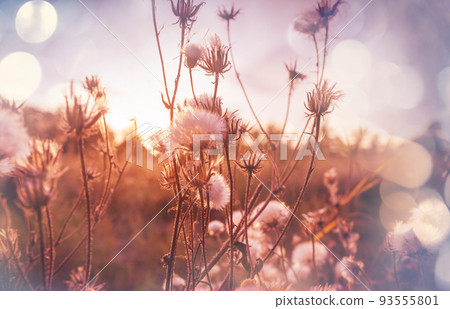 Wildflowers Wildflowers 93555801
