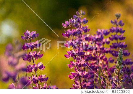 Wildflowers 93555803