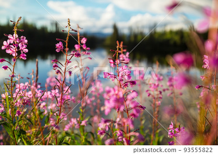 Wildflowers 93555822