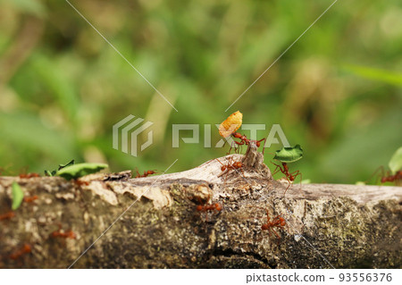 Leafcutter ant Atta cephalotes on branch, carrying green leaf. It cuts lLa Fortuna Alajuela - Arenal, Costa Rica wildlife Leafcutter ant Atta cephalotes on branch, carrying green leaf. It cuts lLa Fortuna Alajuela - Arenal, Costa Rica wildlife 93556376