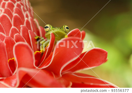 Spiny Glass Frog (Teratohyla spinosa), tinny amphibian with red flower, animal from South America, Costarica Spiny Glass Frog (Teratohyla spinosa), tinny amphibian with red flower, animal from South America, Costarica 93556377