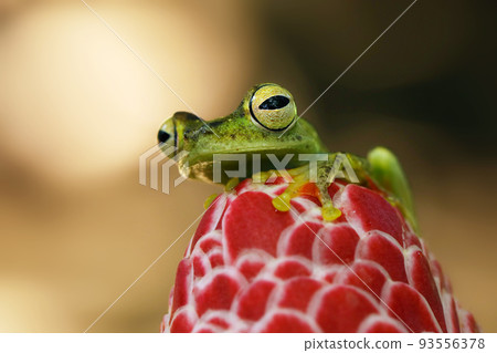 Spiny Glass Frog (Teratohyla spinosa), tinny amphibian with red flower, animal from South America, Costarica Spiny Glass Frog (Teratohyla spinosa), tinny amphibian with red flower, animal from South America, Costarica 93556378
