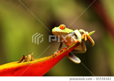 Frog on a flower - a red-eyed tree frog (agalychnis callidryas) closeup, sitting on a red flower Frog on a flower - a red-eyed tree frog (agalychnis callidryas) closeup, sitting on a red flower 93556381