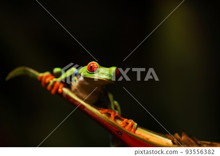 Frog on a flower - a red-eyed tree frog (agalychnis callidryas) closeup, sitting on a red flower Frog on a flower - a red-eyed tree frog (agalychnis callidryas) closeup, sitting on a red flower 93556382