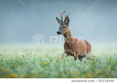 Roe deer buck approaching on a early summer morning among blooming meadow Roe deer buck approaching on a early summer morning among blooming meadow 93556446