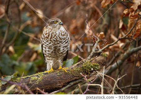 eurasian sparrowhawk sitting on branch with green moss in autumn forest 93556448