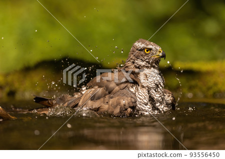 Eurasian sparrowhawk bathing ans splashing water around in a pond Eurasian sparrowhawk bathing ans splashing water around in a pond 93556450
