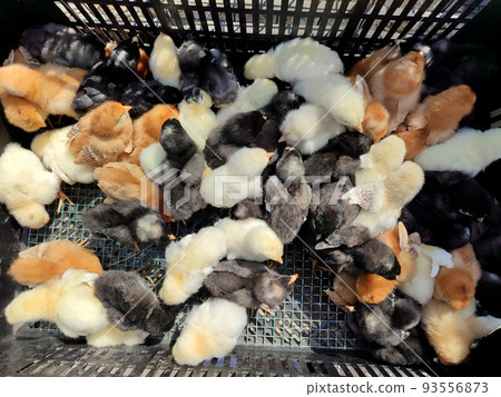 Many little yellow, black, gray young chickens on farm close-up. Many hen chickens top view. Livestock, agribusiness, domestic pet, aviculture breeding, industrial production. Agricultural background Many little yellow, black, gray young chickens on farm close-up. Many hen chickens top view. Livestock, agribusiness, domestic pet, aviculture breeding, industrial production. Agricultural background 93556873