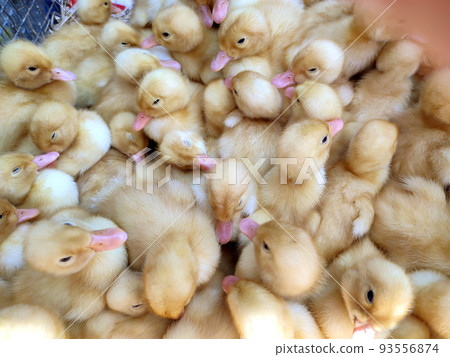 Many little yellow young ducks close-up. Many ducklings top view. Livestock, agribusiness, domestic pet, aviculture breeding, industrial production. Duck farm. Ducks breeding. Agricultural background Many little yellow young ducks close-up. Many ducklings top view. Livestock, agribusiness, domestic pet, aviculture breeding, industrial production. Duck farm. Ducks breeding. Agricultural background 93556874