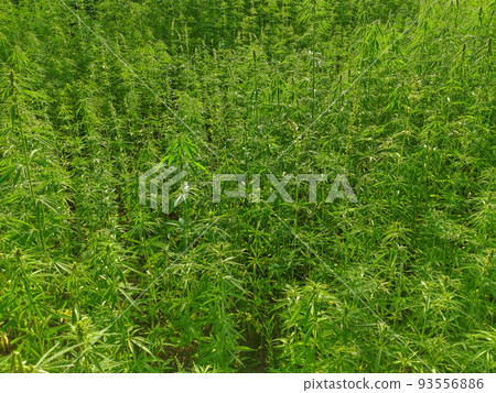 Agricultural field of hemp or cannabis. Growing annual herbaceous flowering plant for industrial needs. Agricultural field of hemp or cannabis. Growing annual herbaceous flowering plant for industrial needs. 93556886